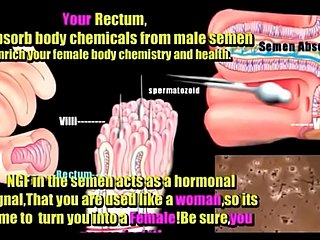 transsexual anatomy
