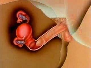 impregnación s; ' Mujer
